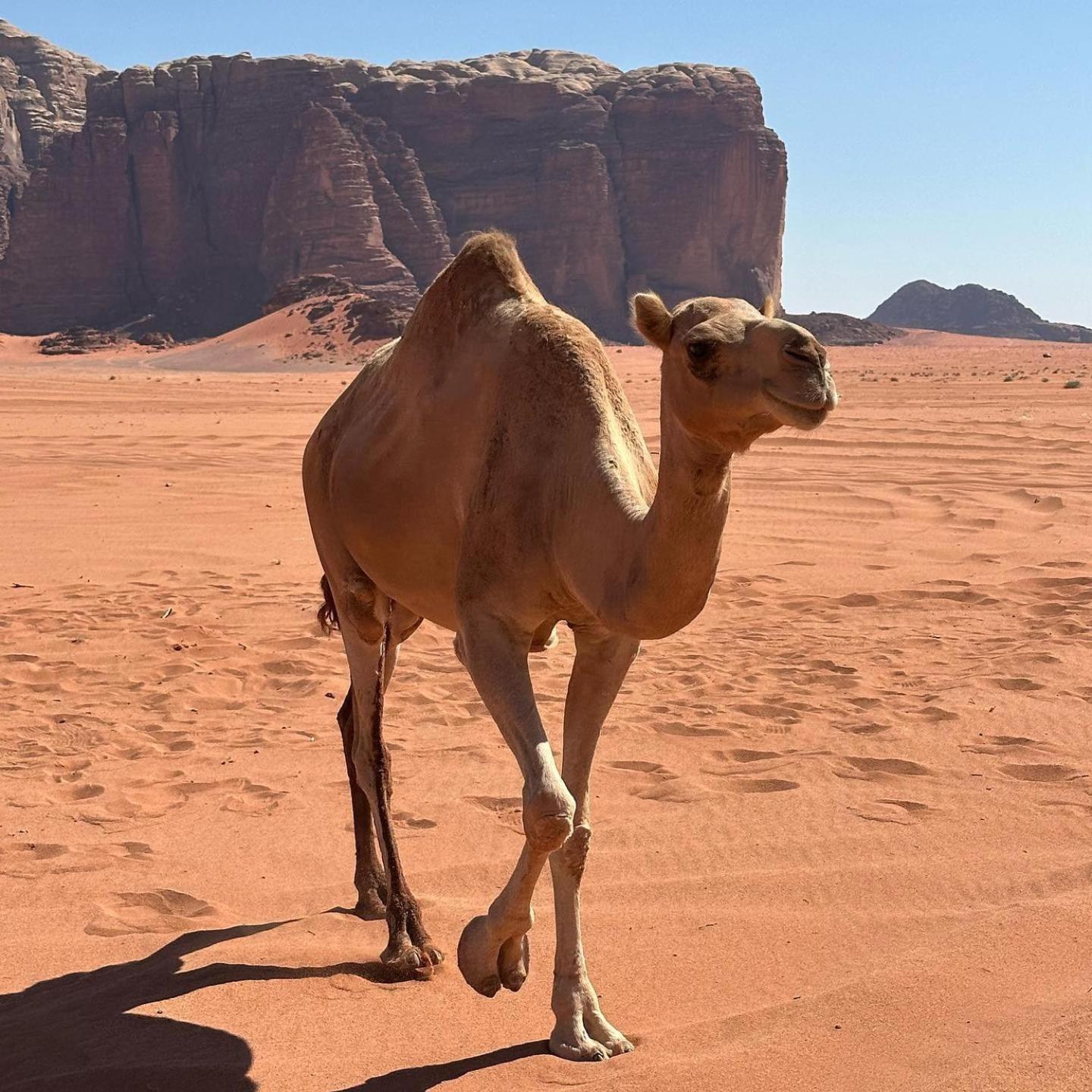 Daniela Camp Wadi Rum Bagian luar foto