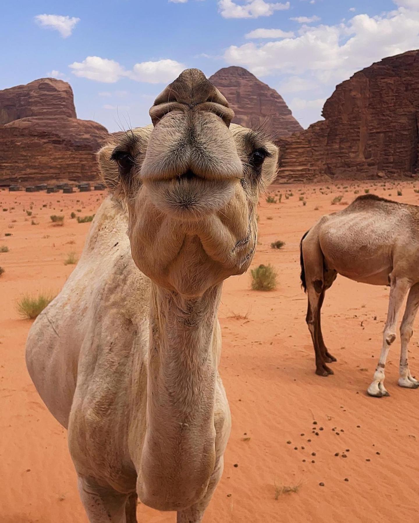 Daniela Camp Wadi Rum Bagian luar foto